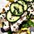 chicken_caesar_sub_rolls